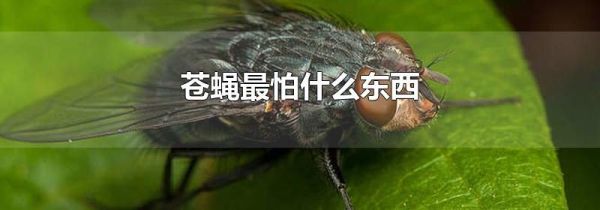 苍蝇最怕什么东西