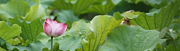 莲叶何田田是什么意思?