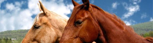 马为什么站着睡觉？