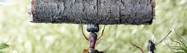 蚂蚁为什么能搬动比自己重的东西？