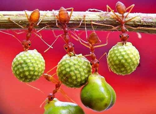 蚂蚁为什么能搬动比自己重的东西？