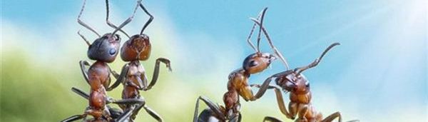 蚂蚁为什么不会迷路？