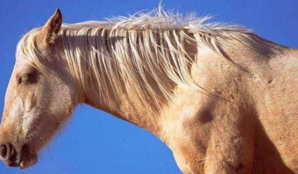 马为什么站着睡觉？