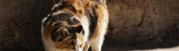 猫吃老鼠为什么不会得鼠疫?