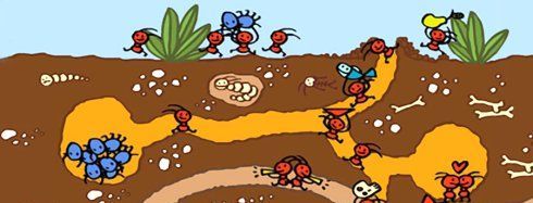 蚂蚁为什么不会迷路？