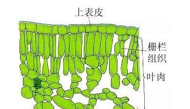 为什么落叶都是背面朝上？