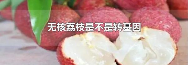 无核荔枝是不是转基因