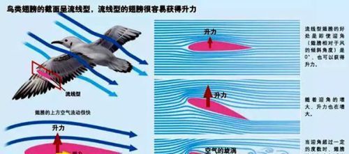 小鸟为什么会飞？