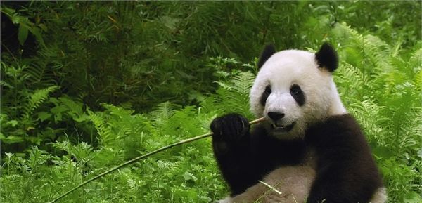 为什么熊猫是国宝？