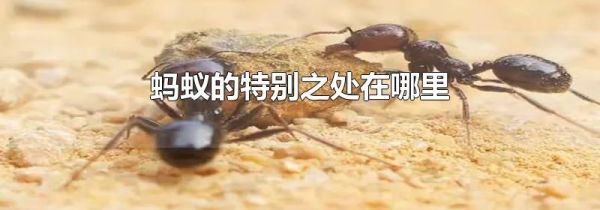 蚂蚁的特别之处在哪里
