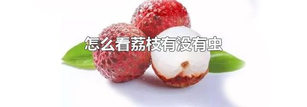 怎么看荔枝有没有虫