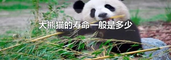 大熊猫的寿命一般是多少