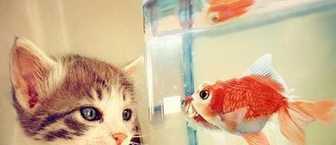 猫为什么爱吃鱼？