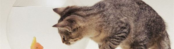 猫为什么爱吃鱼？
