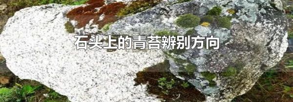 石头上的青苔辨别方向