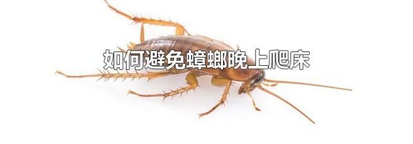 如何避免蟑螂晚上爬床