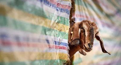 冬至吃羊肉汤哪里最正宗？好吃嘴儿都在这里吃！