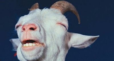 冬至进补羊肉，千万不要和这些食物一起吃！