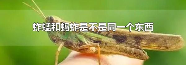 蚱蜢和蚂蚱是不是同一个东西