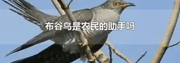 布谷鸟是农民的助手吗