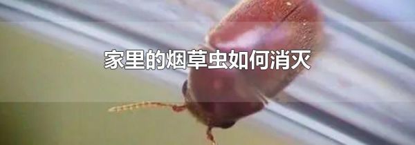 家里的烟草虫如何消灭