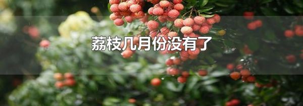 荔枝几月份没有了