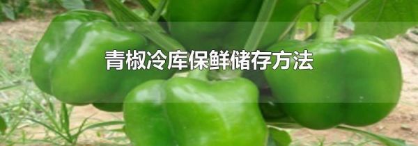 青椒冷库保鲜储存方法