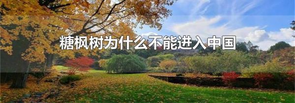 糖枫树为什么不能进入中国