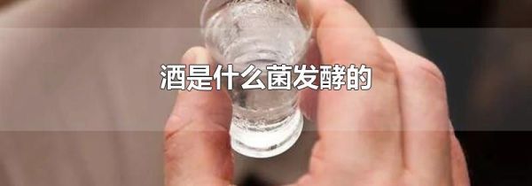 酒是什么菌发酵的