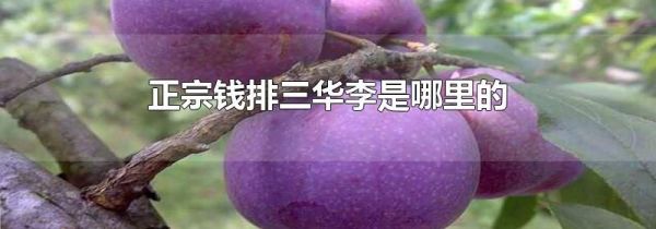 正宗钱排三华李是哪里的