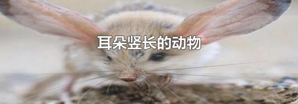 耳朵竖长的动物