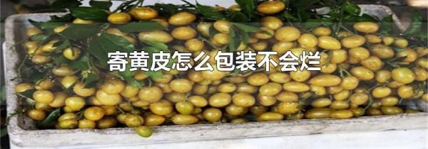 寄黄皮怎么包装不会烂