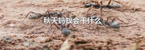 秋天蚂蚁会干什么