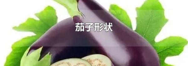 茄子形状