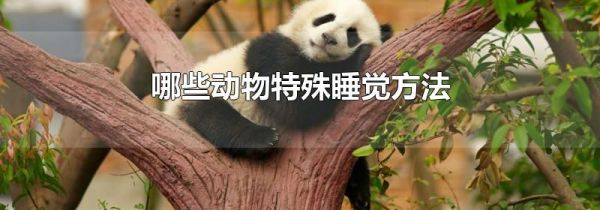 哪些动物特殊睡觉方法