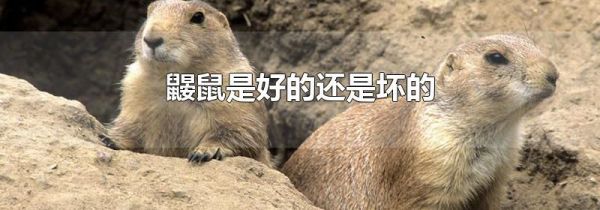 鼹鼠是好的还是坏的