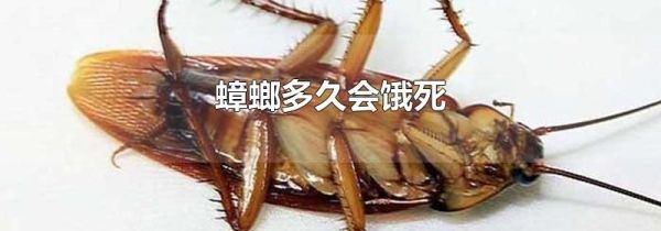 蟑螂多久会饿死