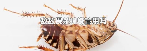 敌敌畏杀蟑螂管用吗