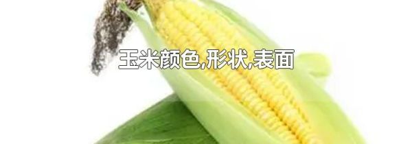 玉米颜色,形状,表面