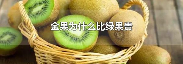金果为什么比绿果贵