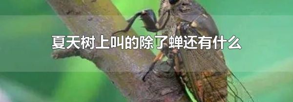 夏天树上叫的除了蝉还有什么