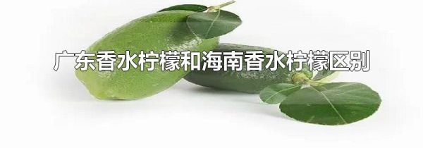 广东香水柠檬和海南香水柠檬区别