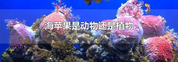 海苹果是动物还是植物