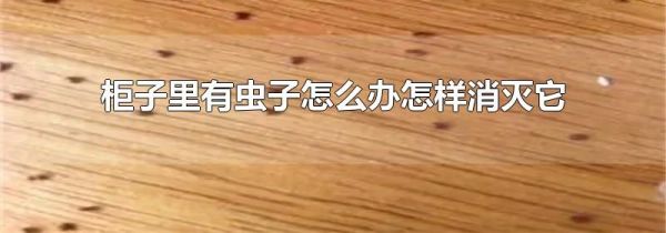 柜子里有虫子怎么办怎样消灭它