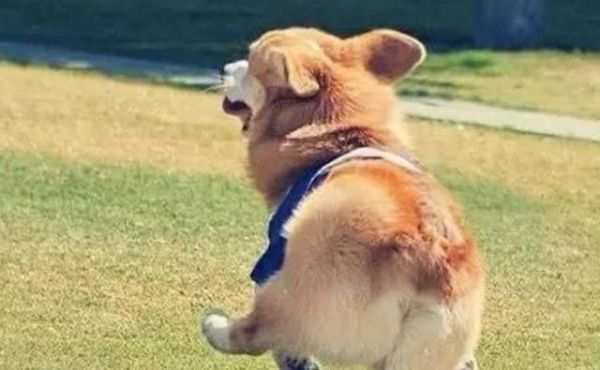 为什么狗狗一见面就闻屁股？