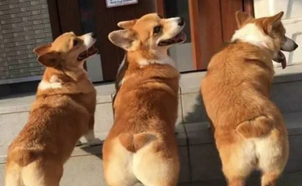 为什么狗狗一见面就闻屁股？