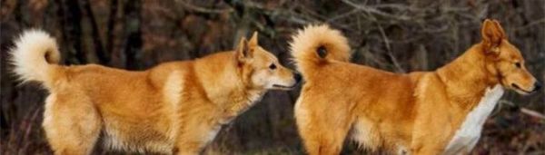 为什么狗狗一见面就闻屁股？