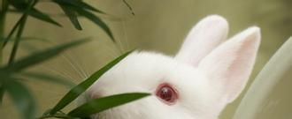 为什么兔子的眼睛是红色的？