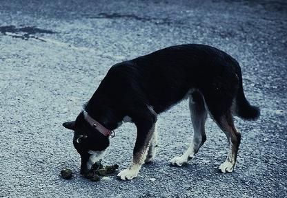 狗为什么吃屎？