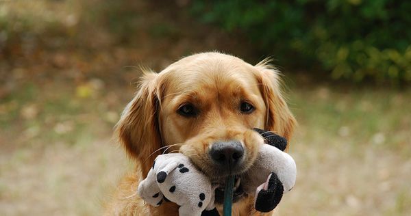 狗为什么吃屎？